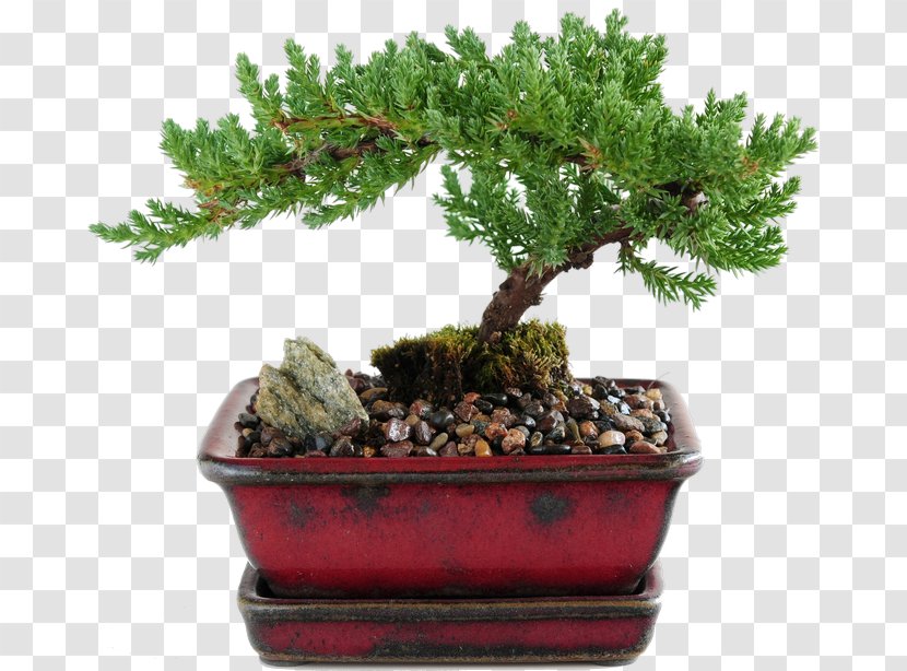 Indoor Bonsai Juniperus Procumbens Stock Photography Chinese Sweet Plum - Common Juniper - Tree Transparent PNG