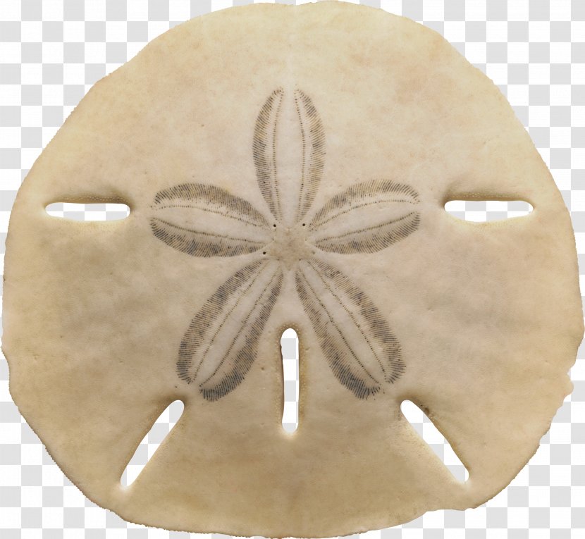 Sand Dollar Sea Urchin Echinarachnius Parma Seashell Transparent PNG