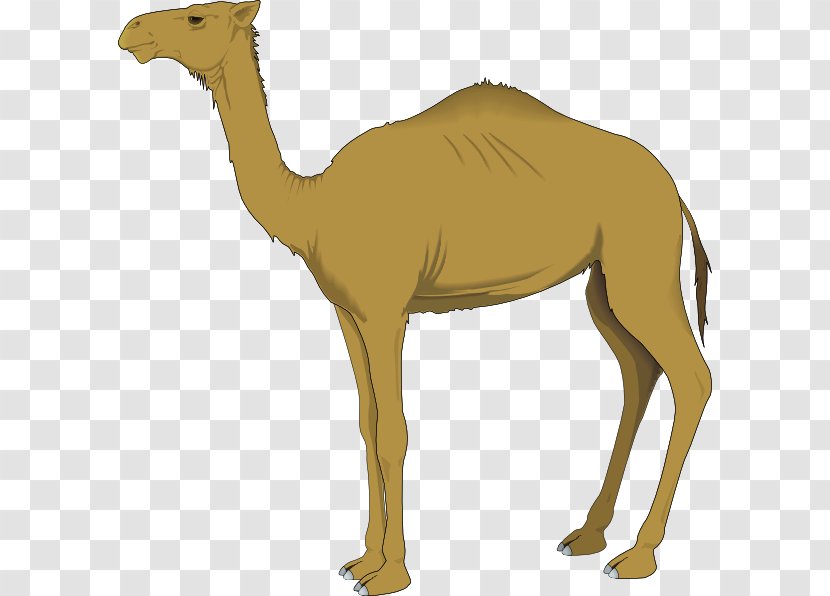 Bactrian Camel Dromedary Clip Art - Terrestrial Animal - Free Clips Transparent PNG