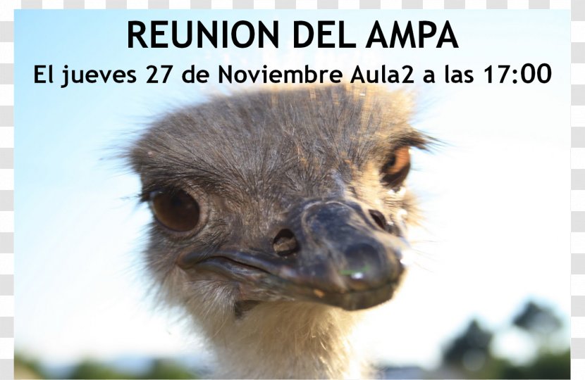 Common Ostrich Emu Beak Terrestrial Animal Snout - Fauna - Reuni Transparent PNG