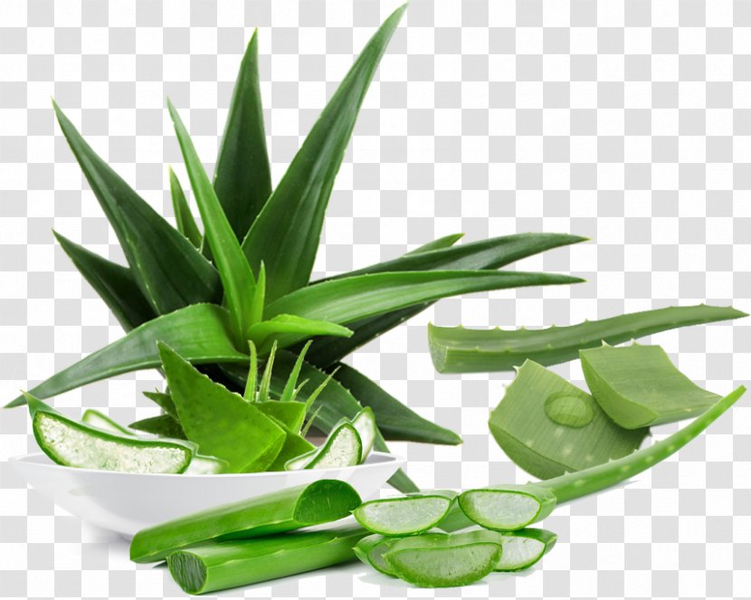 Aloe Vera Emodin Plant Skin Care Aloin Transparent PNG
