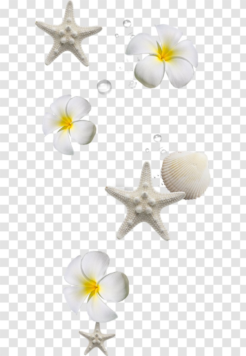 Sea Vacation Summer Beach - Photography Transparent PNG
