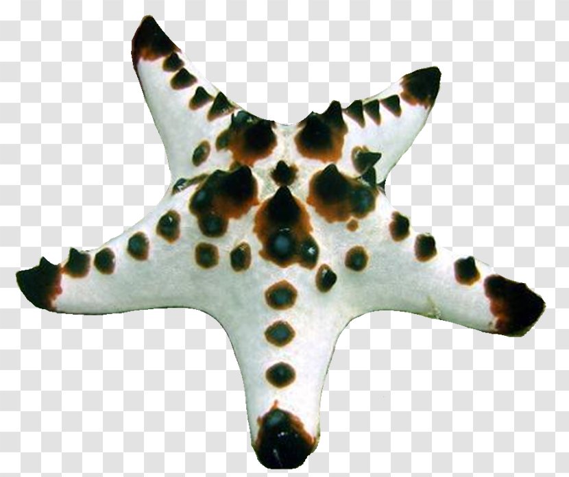 Starfish PhotoScape GIMP - Mar Transparent PNG