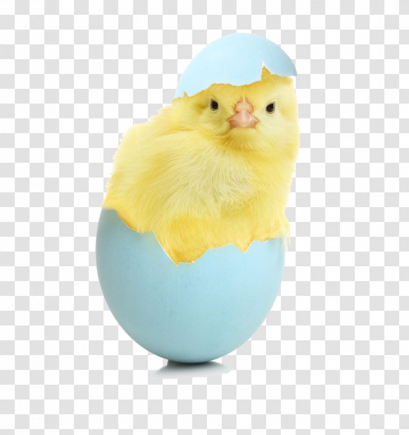 Chicken Egg Download Wallpaper - Broken Shell Chick Transparent PNG