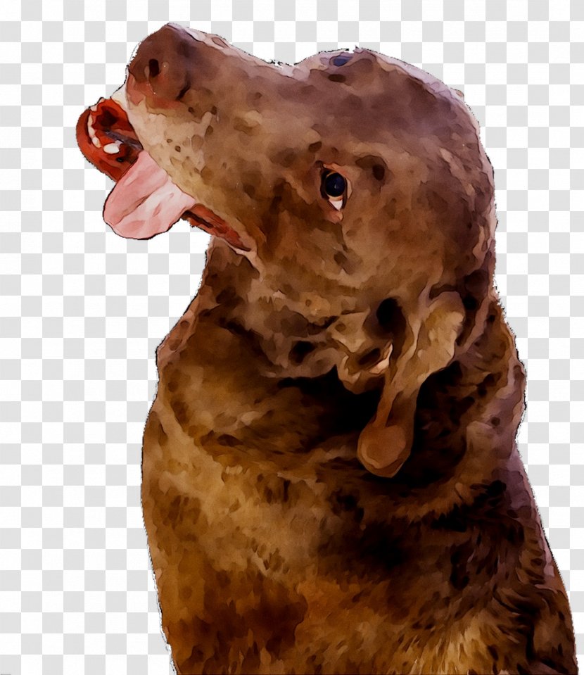Boykin Spaniel Chesapeake Bay Retriever Dog Breed - Cocker Transparent PNG