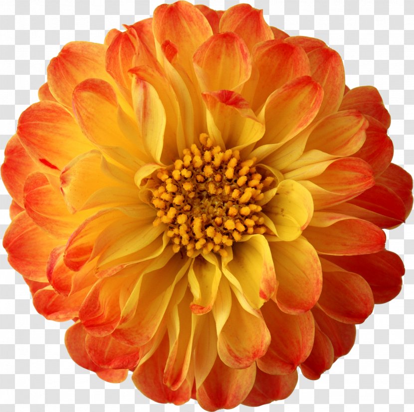 Flower Clip Art - Petal - Chrysanthemum Transparent PNG
