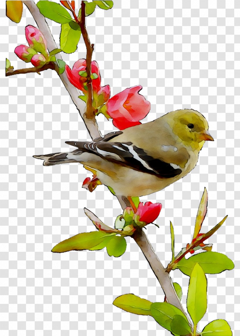 Beak Feather Flowering Plant Old World Orioles Plants - Twig - Goldfinch Transparent PNG