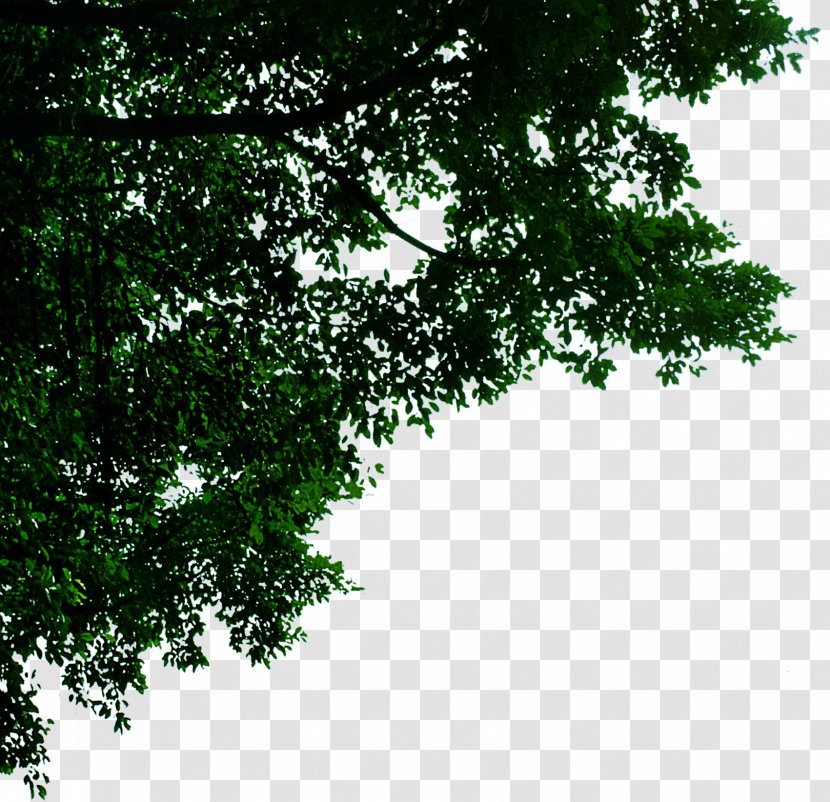 Jiamusi Template - Green - Leaves Transparent PNG