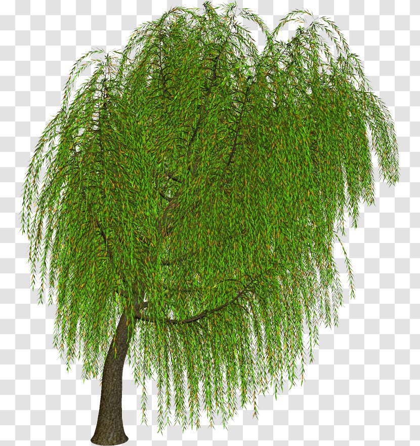 Fern - Evergreen - Ferns And Horsetails Transparent PNG