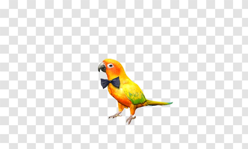 Parrot Bird Gratis - Bow Tie Transparent PNG