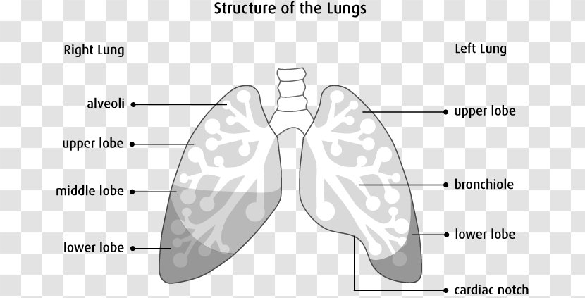 The Lungs Anatomy Rest: A Science And An Art Human Body - Heart Transparent PNG