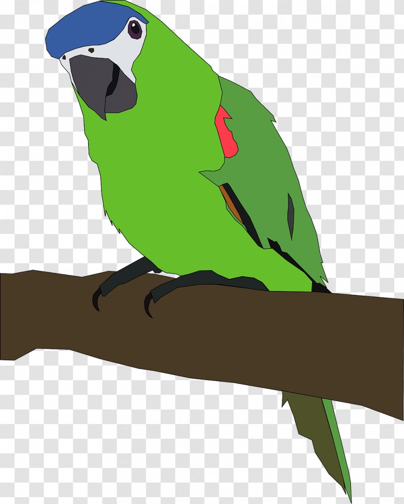 Parrot Bird Desktop Wallpaper Clip Art - Beak Transparent PNG