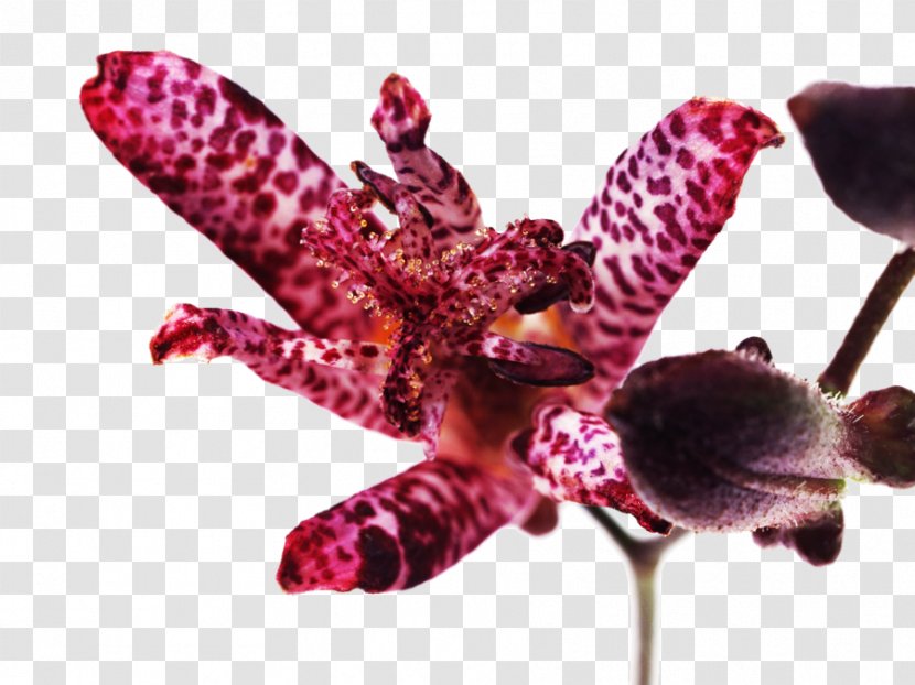 Go-Ym Flower Resort Orchids Clip Art - Cottage - Orchid Transparent PNG