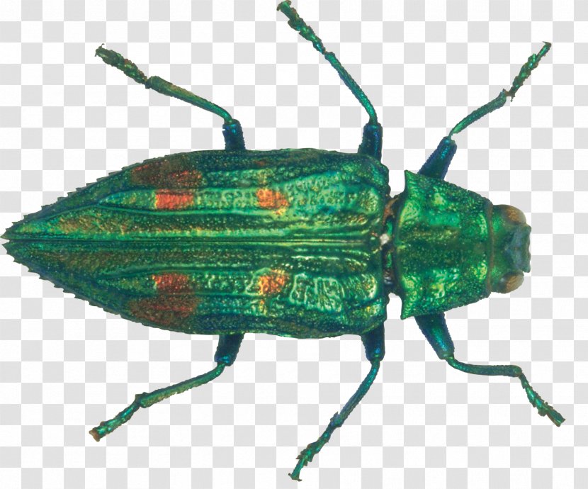 Download Icon - Clipping Path - Green Beetle Transparent PNG
