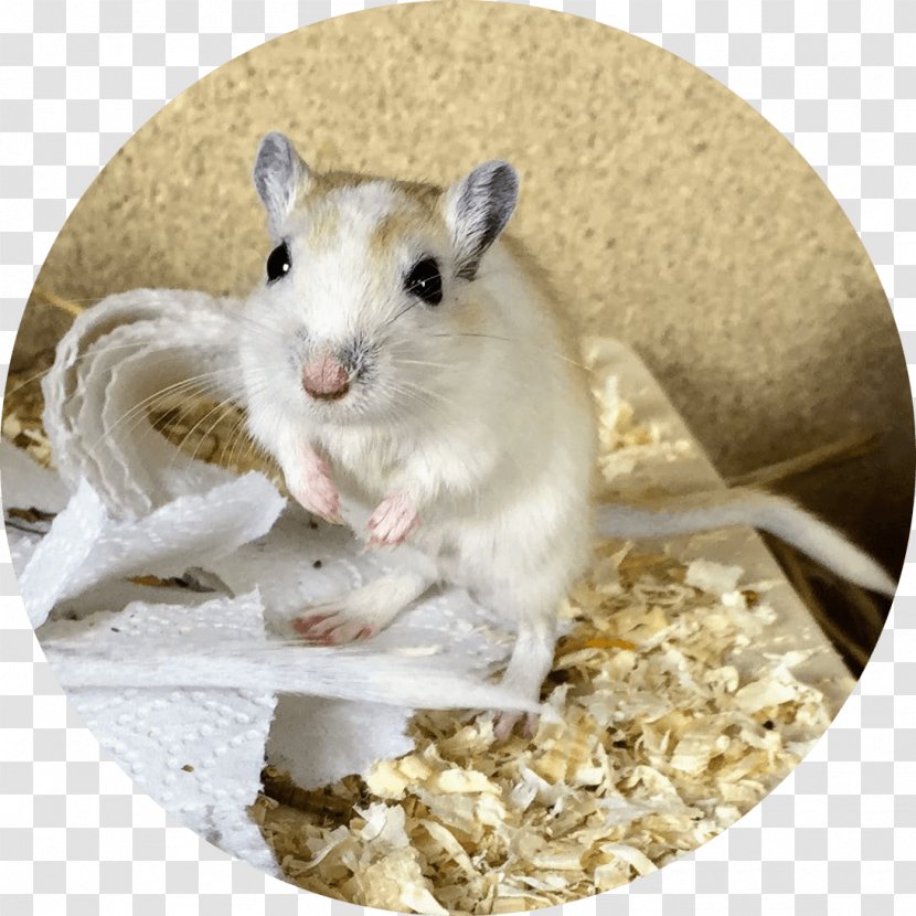 Gerbil Hamster Keyword Beckman Coulter Dormouse - Rodent - Gehen Transparent PNG