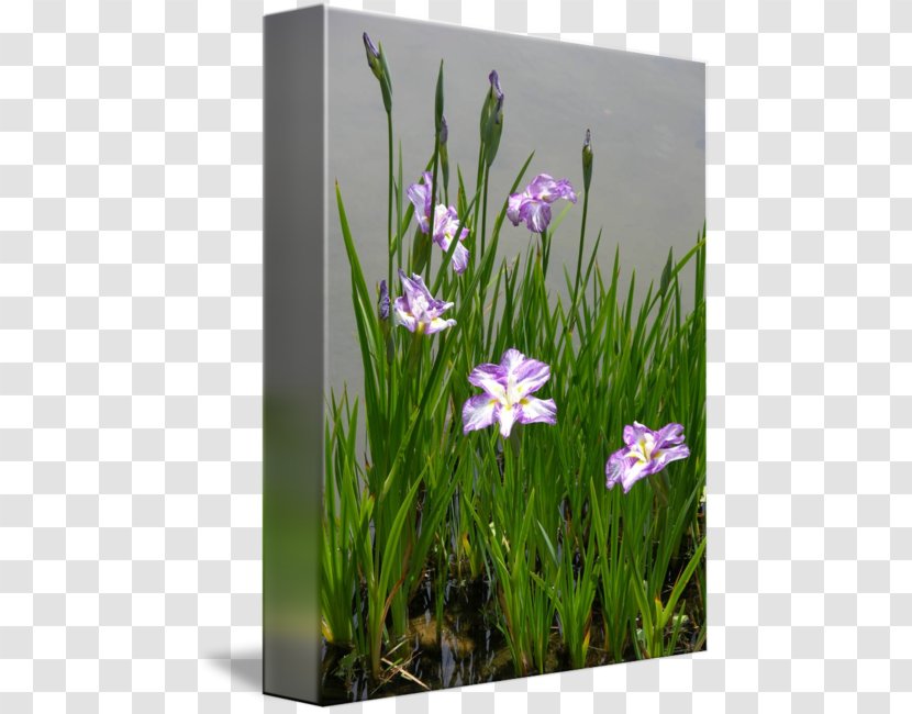 Meadow Crocus Wildflower Lawn - Flowering Plant - Japan Garden Transparent PNG