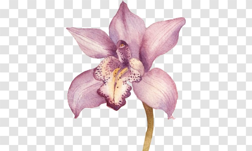 Drawing Orchids - Moth - Flower Transparent PNG
