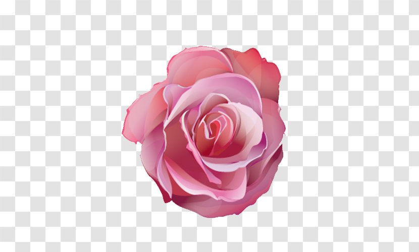 Centifolia Roses Pink Flower Designer - Magenta Transparent PNG