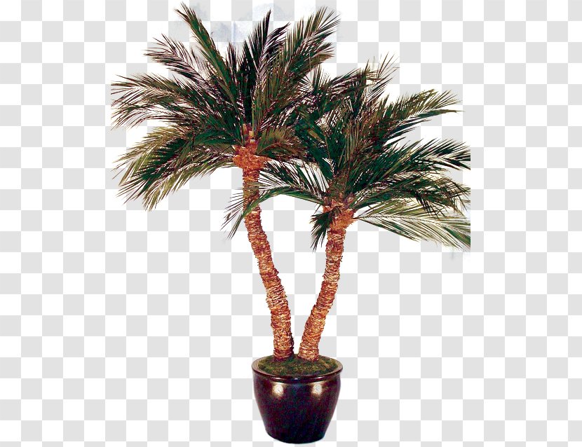 Asian Palmyra Palm Arecaceae Date Tree Bonsai Transparent PNG