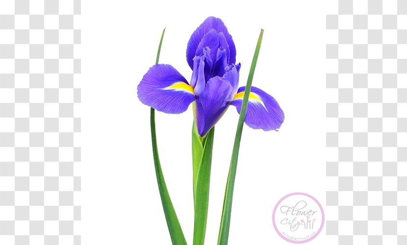 Orris Root Irises Sevastopol Cut Flowers - Viola - Flower Transparent PNG