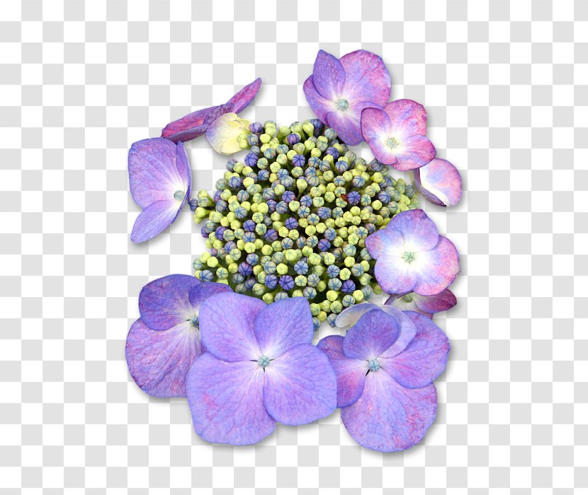 Hydrangea Petal Annual Plant Violet Family - Purple - American Gallinule Transparent PNG