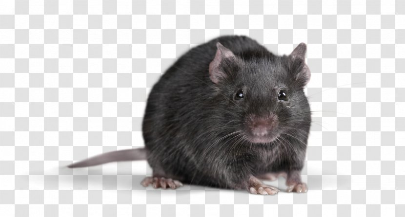 Rat Rodent Mouse Cockroach Insect - & Transparent PNG