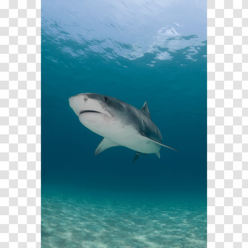 Tiger Shark Great White Canvas Print Printing - Photography - Seabed Transparent PNG