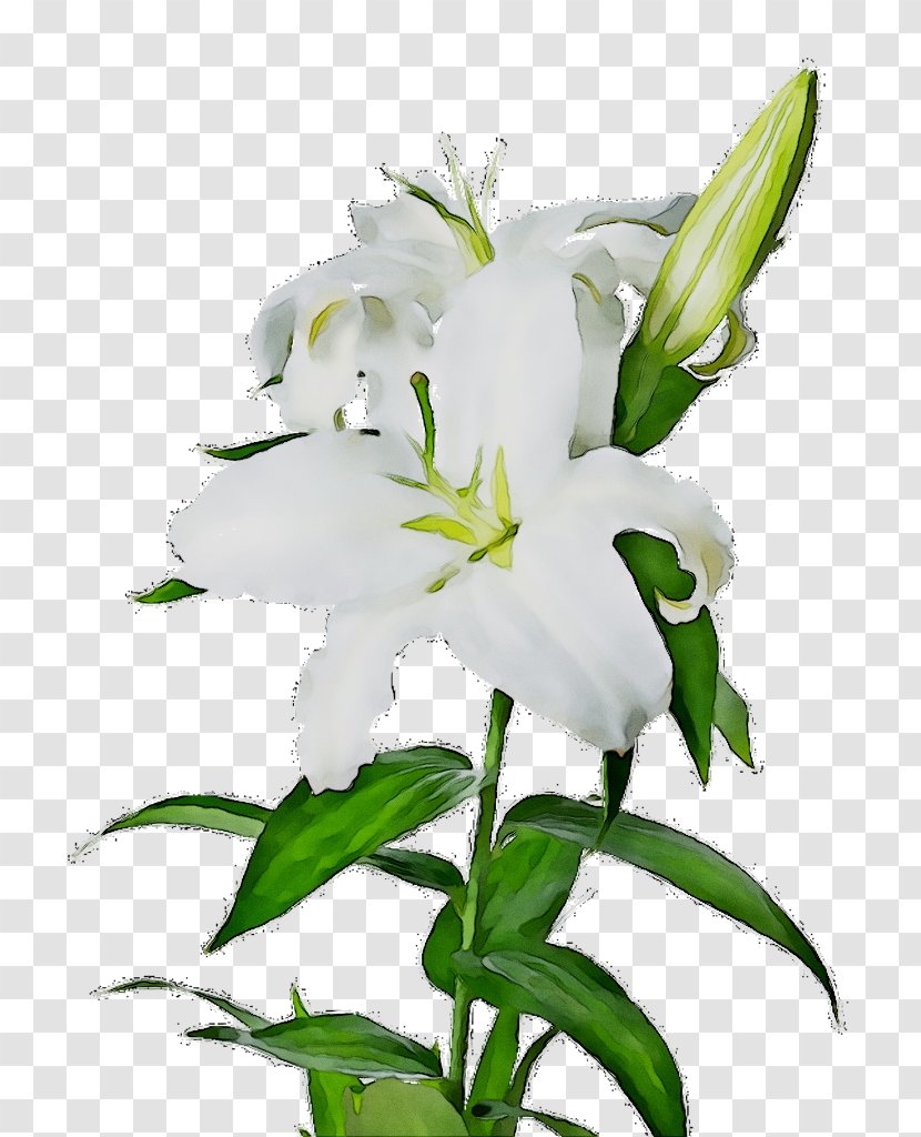 Clip Art Image Madonna Lily Transparency - Flowering Plant - Cut Flowers Transparent PNG