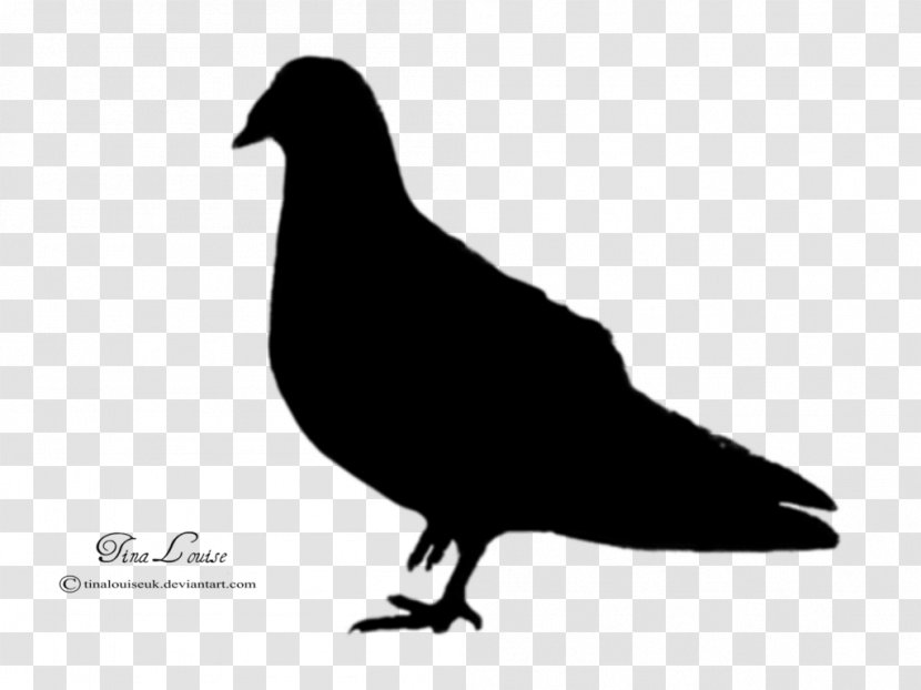Domestic Pigeon Columbidae Bird Silhouette - Pigeons And Doves Transparent PNG