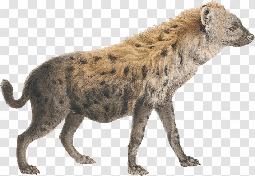 Striped Hyena Lion Clip Art - King Transparent PNG