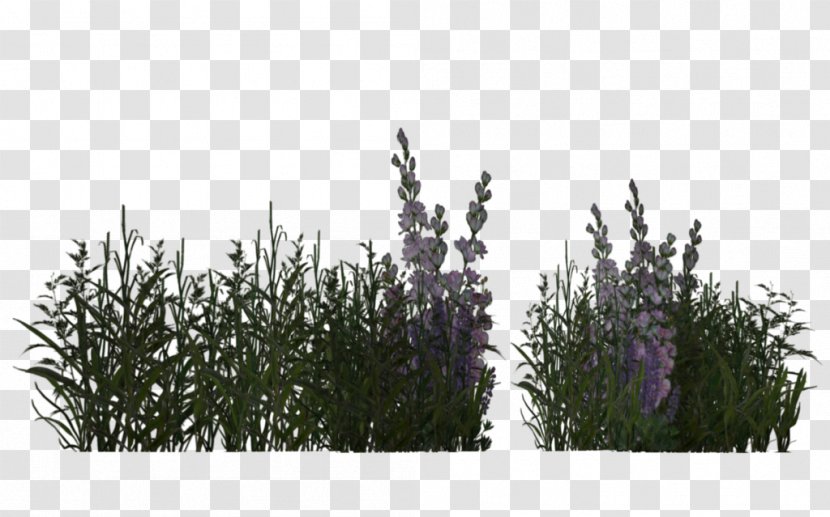 Grass Herbaceous Plant Meadow Lavender - Advertising - Desert Plants Transparent PNG