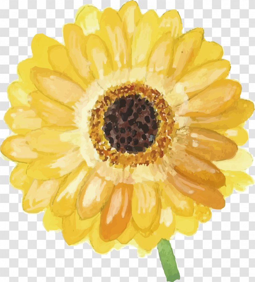 Yellow Daisy - Common - Sunflower Seed Transparent PNG
