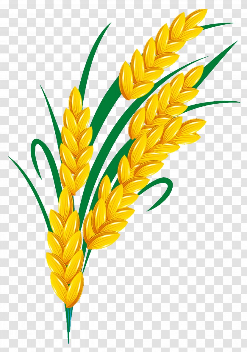 Rice - Free Pull Element Transparent PNG