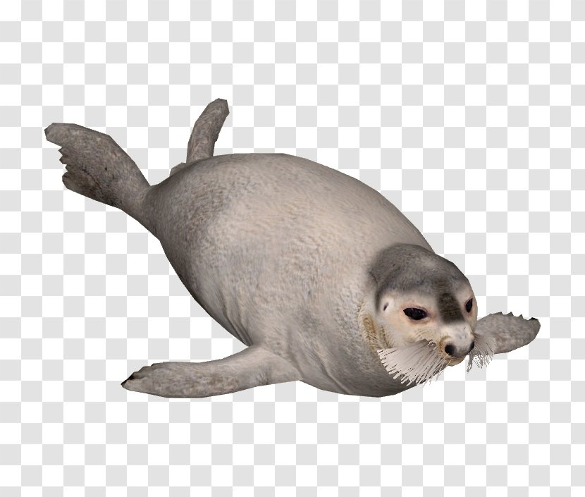 Harbor Seal Sea Lion Earless Bearded - Wildlife Transparent PNG