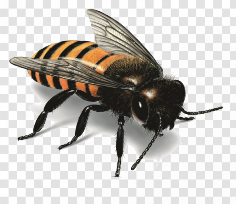 Honey Bee Insect Illustration - Image Transparent PNG