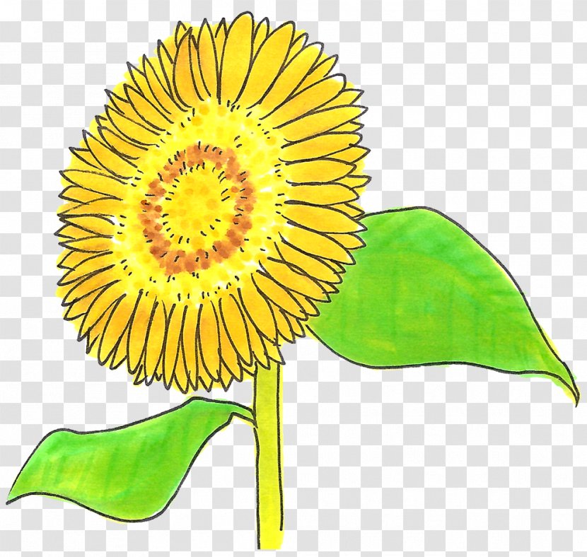 Sunflower Seed Cut Flowers Plant Stem M Petal - Route Transparent PNG