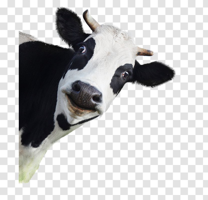 Cattle Dog Royalty-free Animal Stock Photography - Dairy Cow Transparent PNG