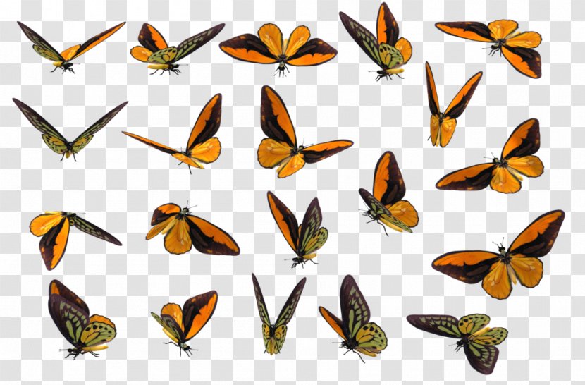 Monarch Butterfly Insect Pieridae Clip Art - Raster Graphics - Realistic Transparent PNG