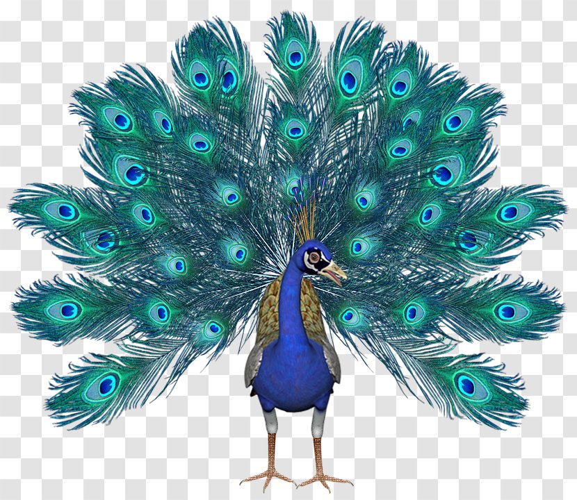 Peafowl Image JPEG Clip Art - Galliformes - Peacock Transparent PNG