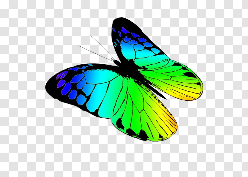 Monarch Butterfly Drawing Clip Art - Greenish Cliparts Transparent PNG