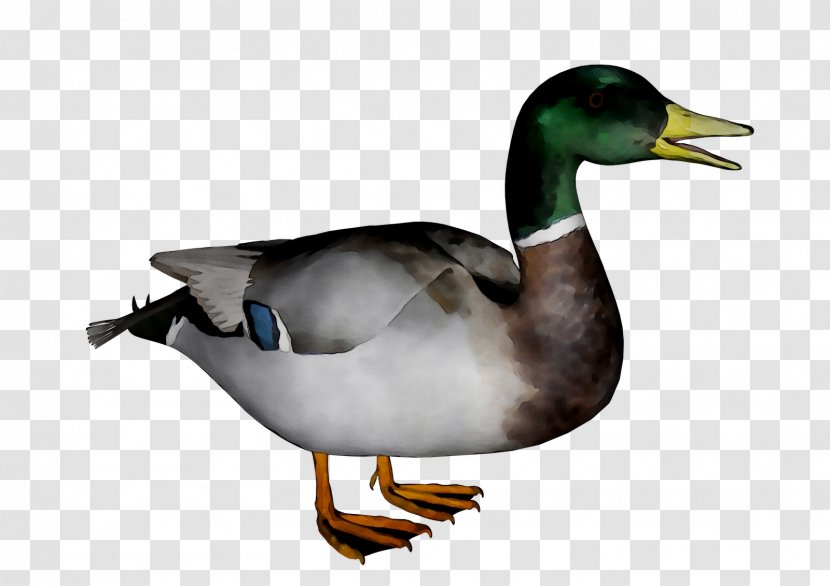Donald Duck Clip Art Mallard American Pekin - Ducks Geese And Swans - Black Transparent PNG