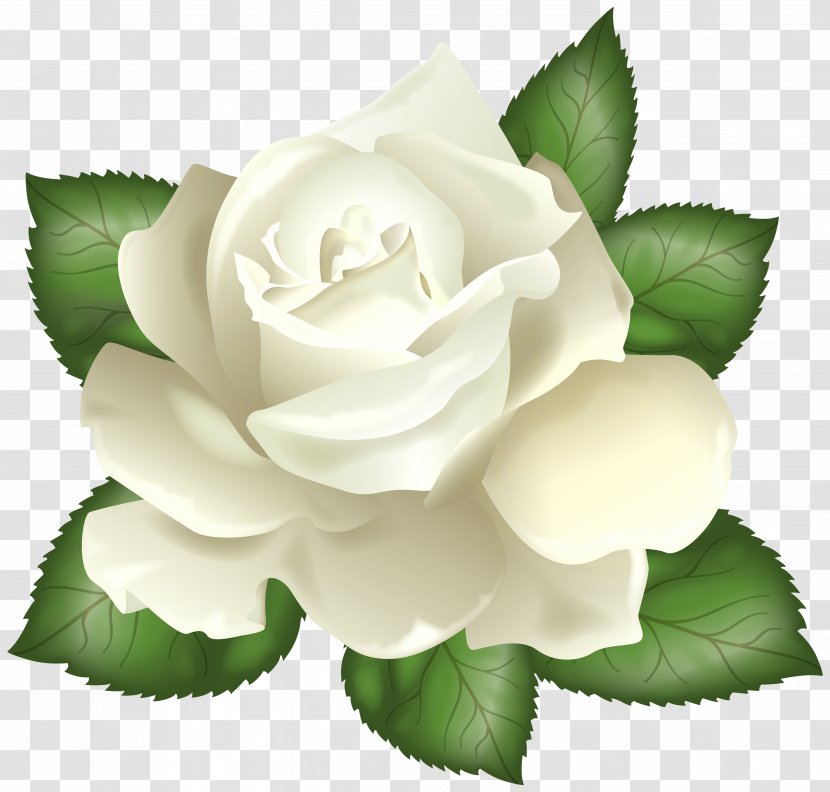 Rose White Flower Clip Art - Floral Design - Transparent Picture Transparent PNG