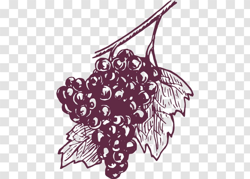 Common Grape Vine Wine Concord Juice - Fruit - Grapes Clipart Black And White Transparent PNG