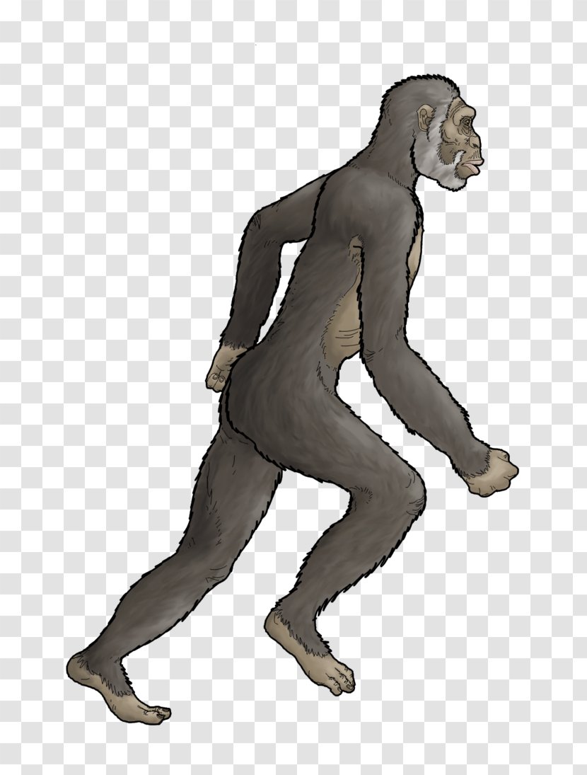 Homo Sapiens Primate Australopithecus Afarensis Lucy Africanus - Silhouette Transparent PNG