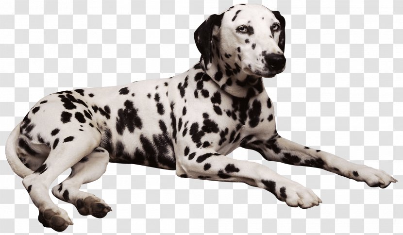 Dalmatian Dog Shar Pei Pembroke Welsh Corgi Puppy - Dogs Transparent PNG