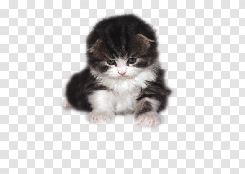 Cat Kitten Puppy - Mammal - Black,kitten Transparent PNG