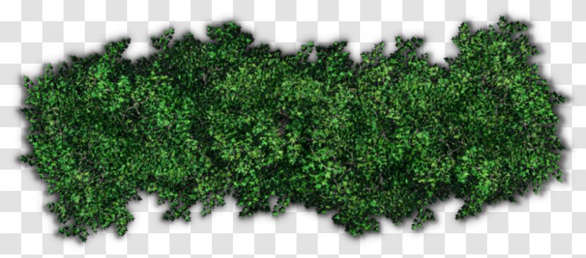 Shrub Tree Hedge Clip Art - Grass Transparent PNG