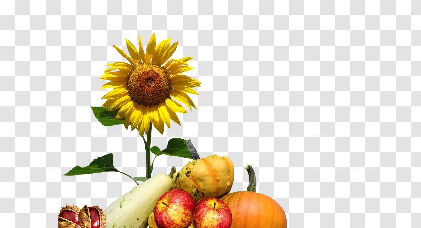 Autumn Clip Art Common Sunflower Image - Cut Flowers - Olive Farm Transparent PNG