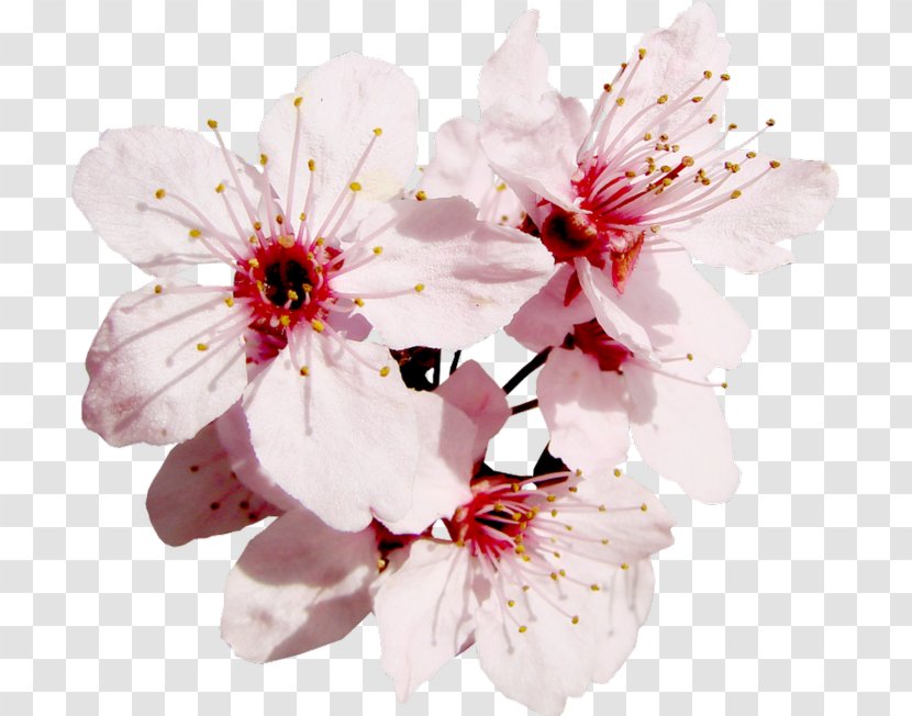 Blossom Flower Fruit Tree Floral Design Transparent PNG