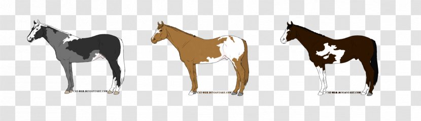 Mustang Foal Colt Stallion Mare - Quarter Horse Transparent PNG